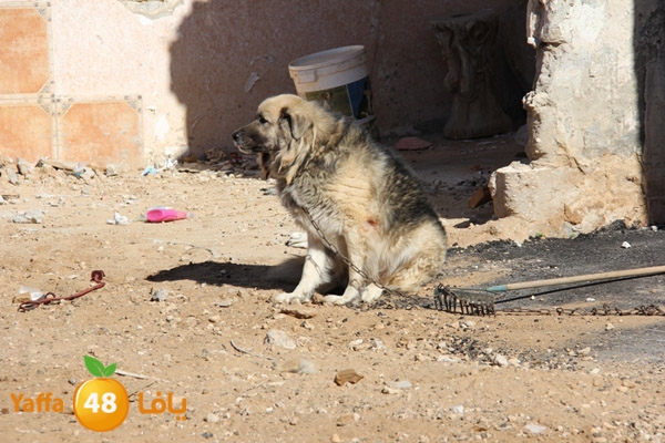 police dog 1 (3).JPG